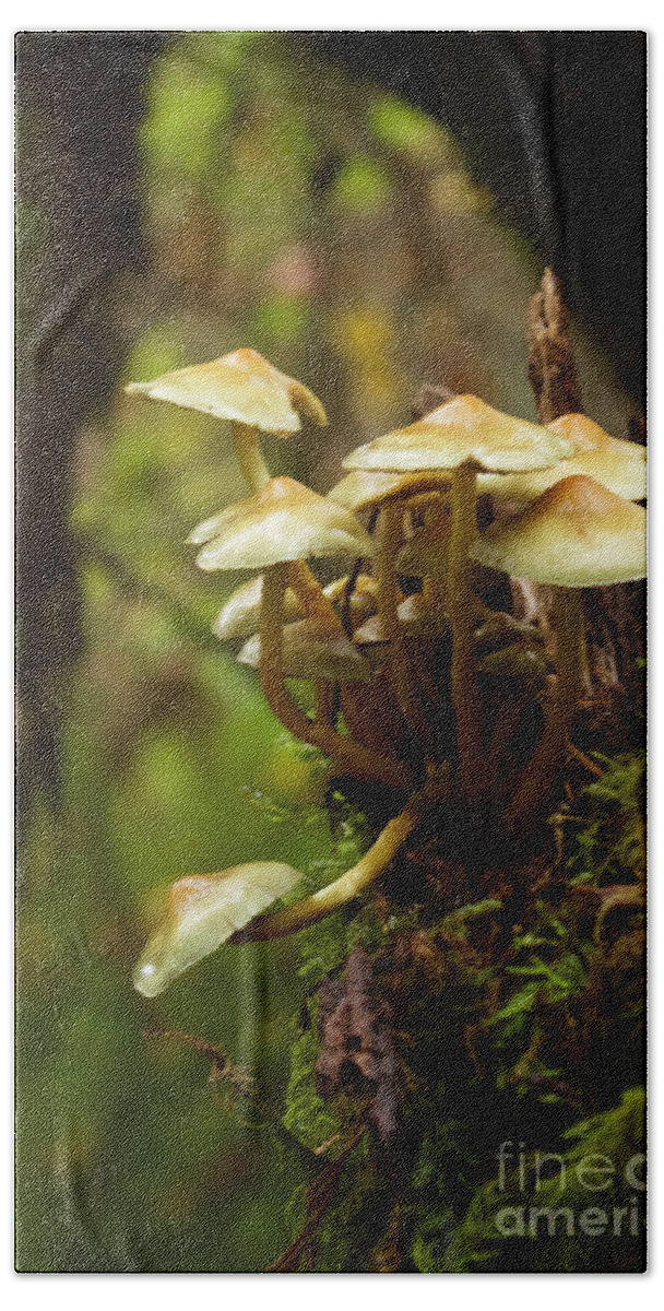 Photography Bath Towel featuring the photograph Fungal Blooms by Sean Griffin