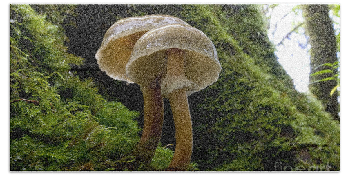Mushroom Bath Sheet featuring the photograph Fungi Growing On Antarctic Beech by B.G. Thomson