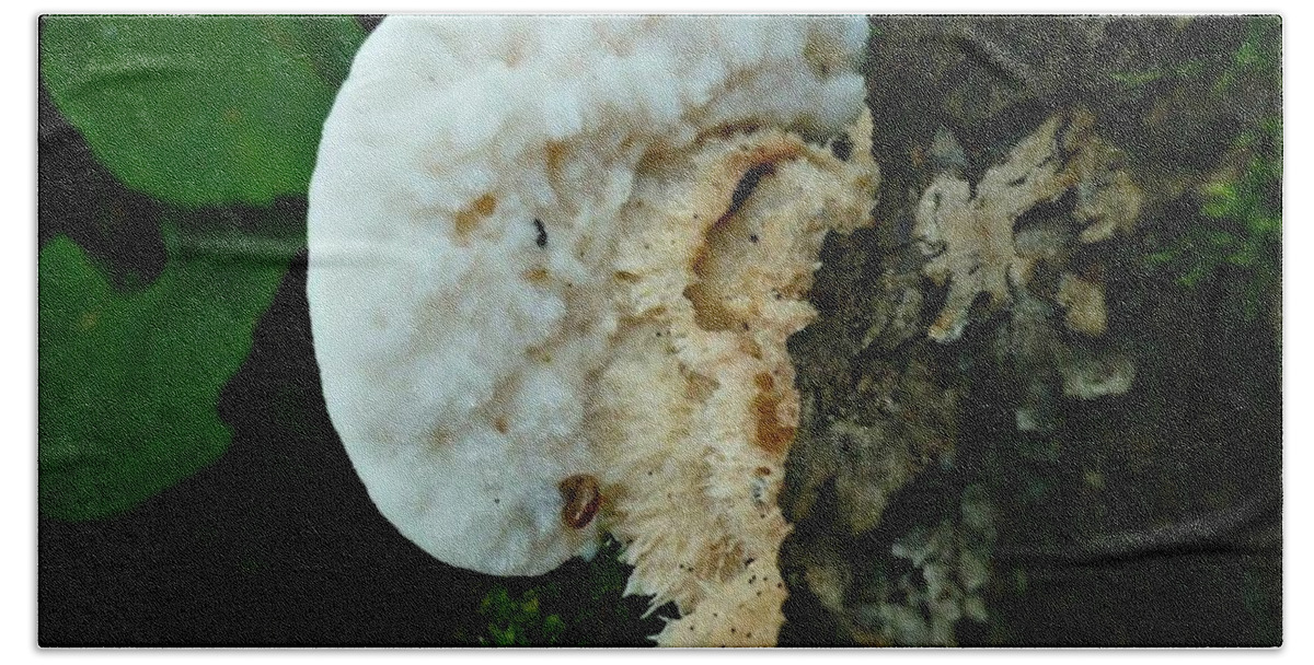 Mushroom Fungus Hand Towel featuring the photograph Fungus by 'REA' Gallery
