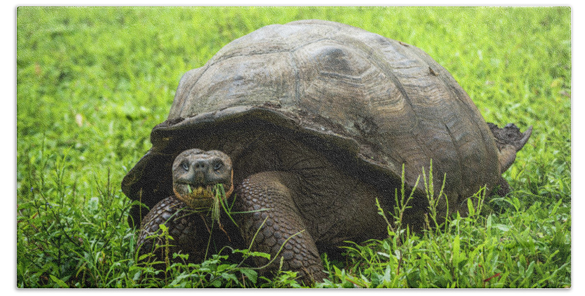 https://render.fineartamerica.com/images/rendered/default/flat/bath-towel/images/artworkimages/medium/1/galapagos-giant-tortoise-eating-grass-in-field-nick-dale.jpg?&targetx=0&targety=-79&imagewidth=952&imageheight=635&modelwidth=952&modelheight=476&backgroundcolor=A1D230&orientation=1&producttype=bathtowel-37-74