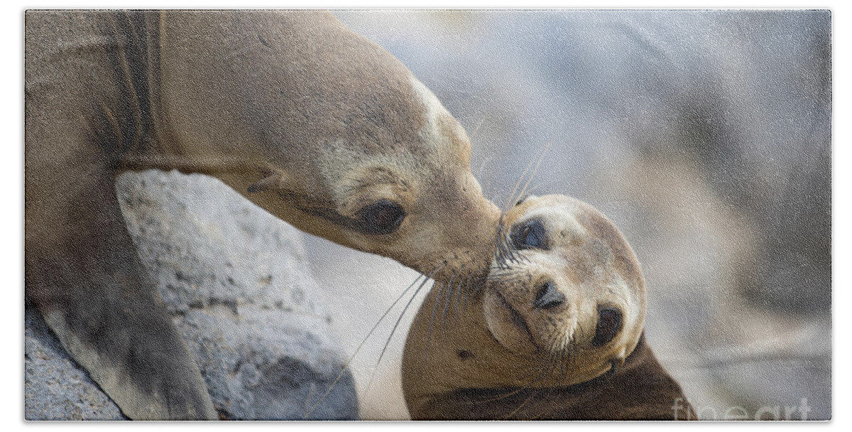 00548047 Hand Towel featuring the photograph Galapagos Sea Lion Kiss by Tui De Roy
