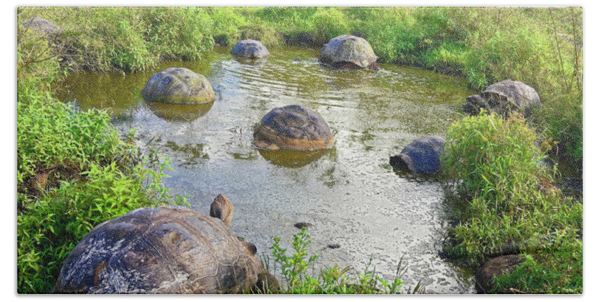 Galapagos Tortoises Bath Towel featuring the photograph Galapagos Tortoises at the Pond by Sally Weigand