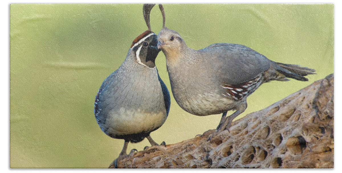 Quail Hand Towel featuring the photograph Gambels Quails in Love by Judi Dressler
