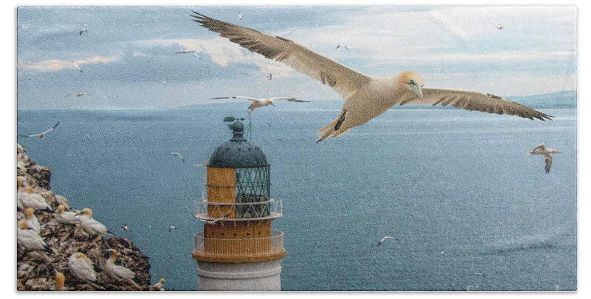 Gannets Hand Towel featuring the photograph Gannets at Bass Rock Lighthouse by Brian Tarr