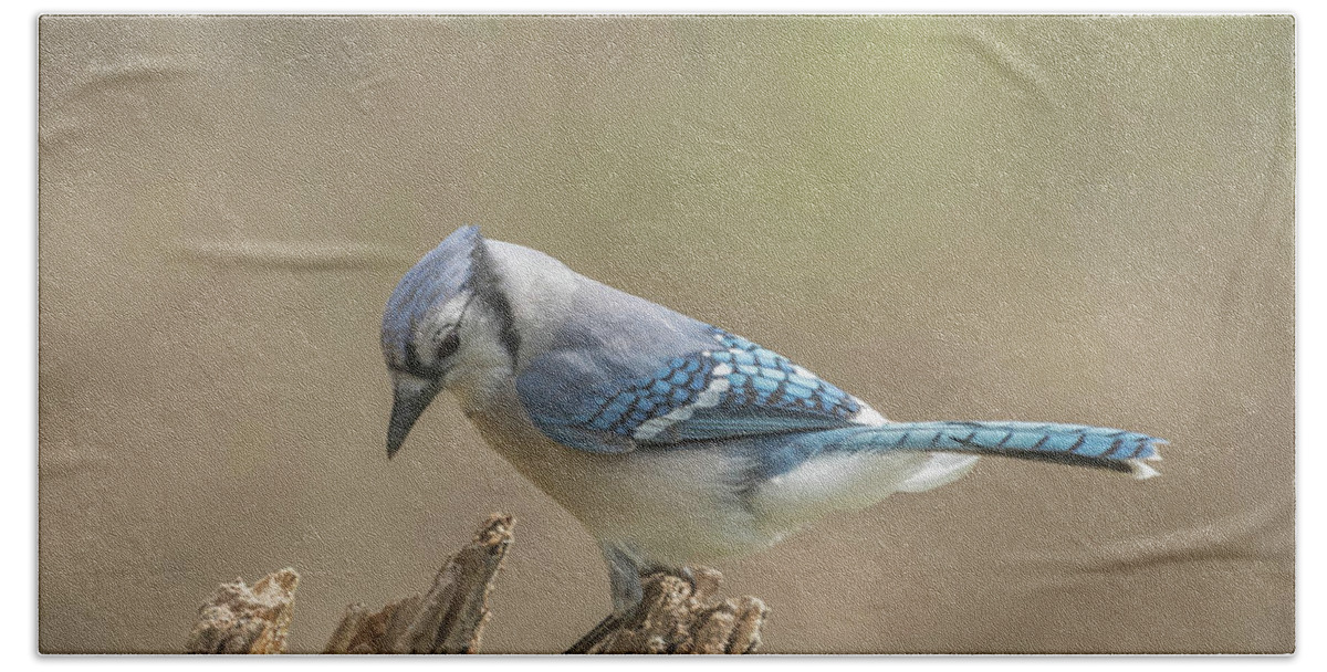 Bird Bath Towel featuring the photograph Garden Blue Jay by Bruce Pritchett