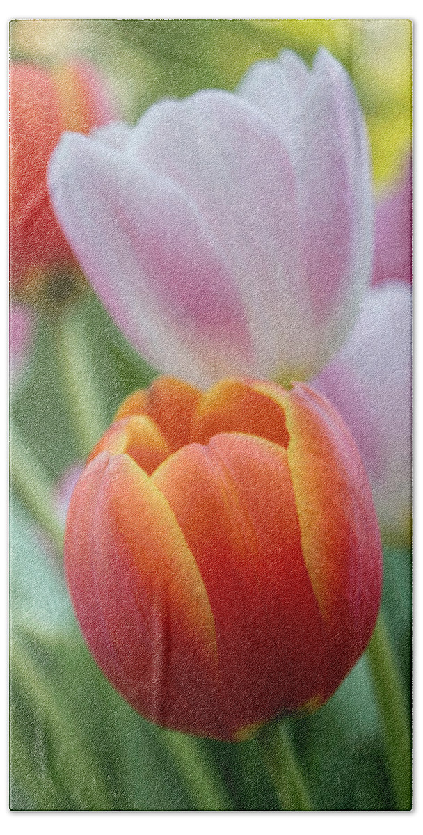 Tulip Hand Towel featuring the photograph Garden Bright by Arlene Carmel
