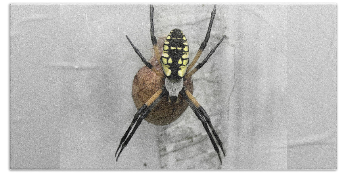 Spider Bath Towel featuring the photograph Garden Spider by Amber Flowers