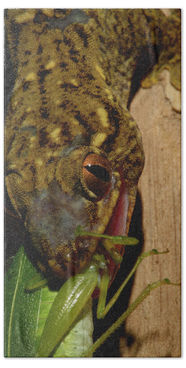 Lizard Bath Towel featuring the photograph Gecko Feed by Bruce J Robinson