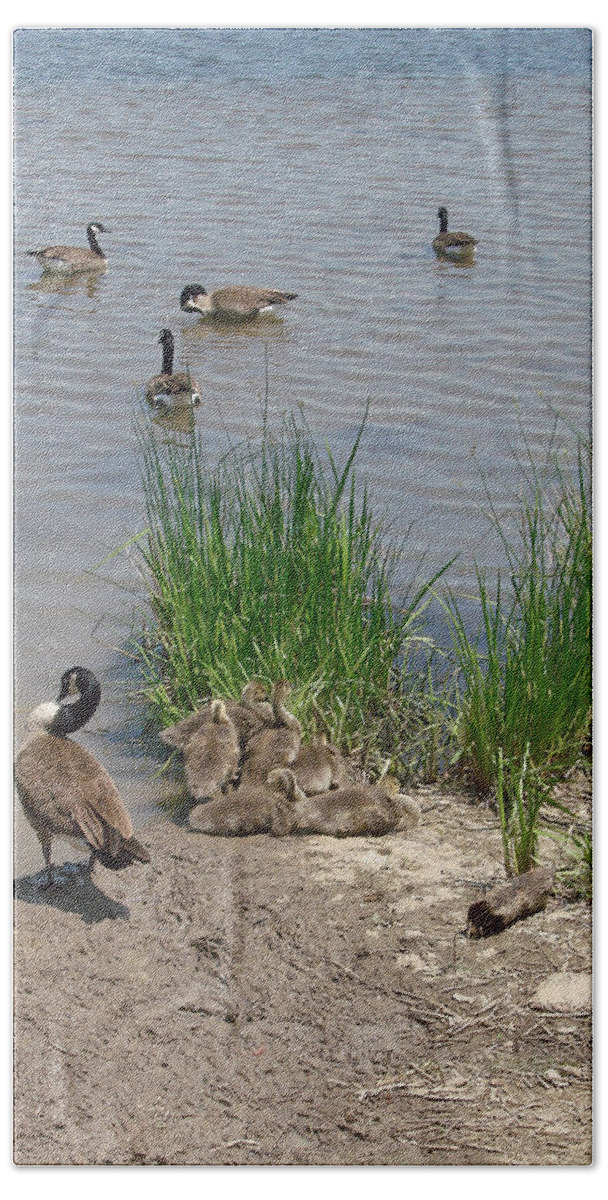 Geese Bath Towel featuring the photograph Geese and Goslings by Ellen Tully