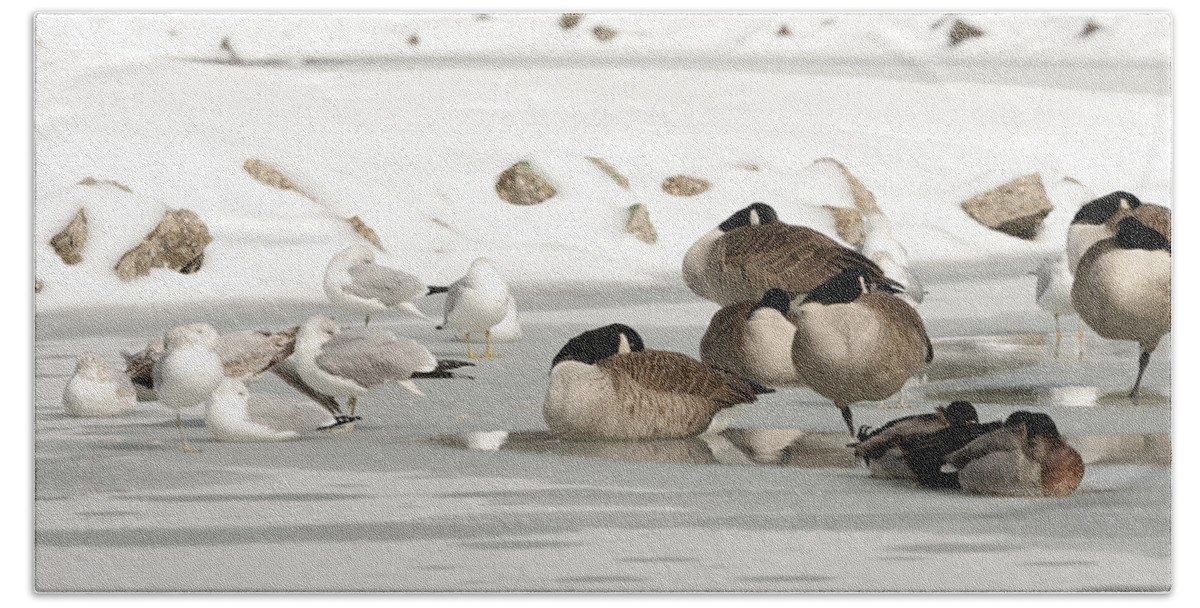 Birds Bath Towel featuring the photograph Geese and Seagulls on Ice by Travis Rogers