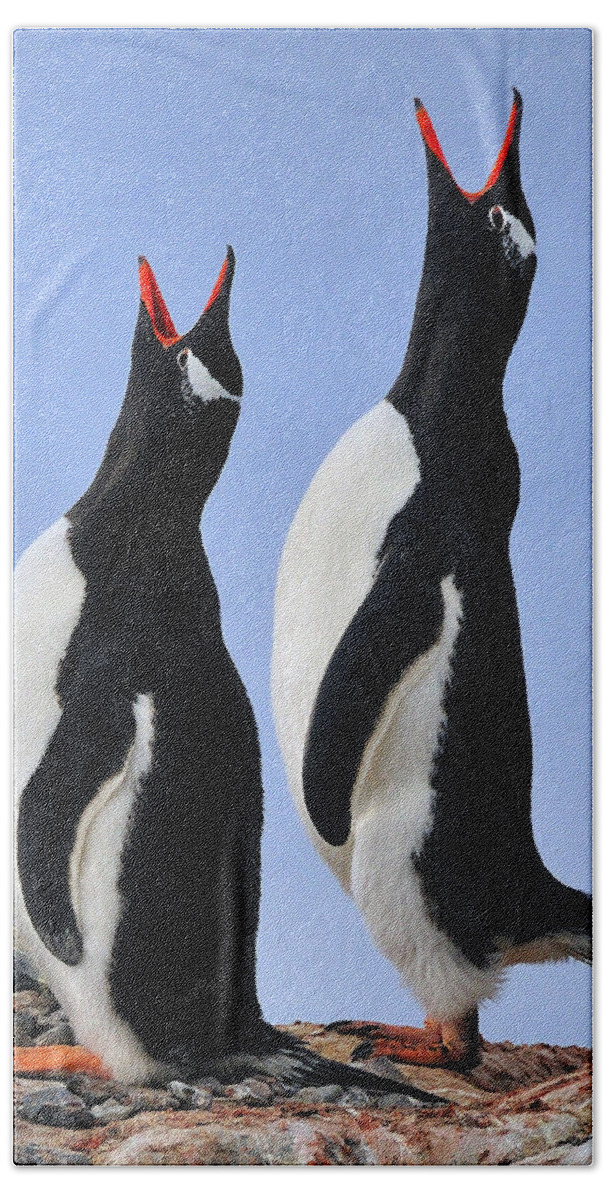 Gentoo Penguin Hand Towel featuring the photograph Gentoo Love Song by Tony Beck