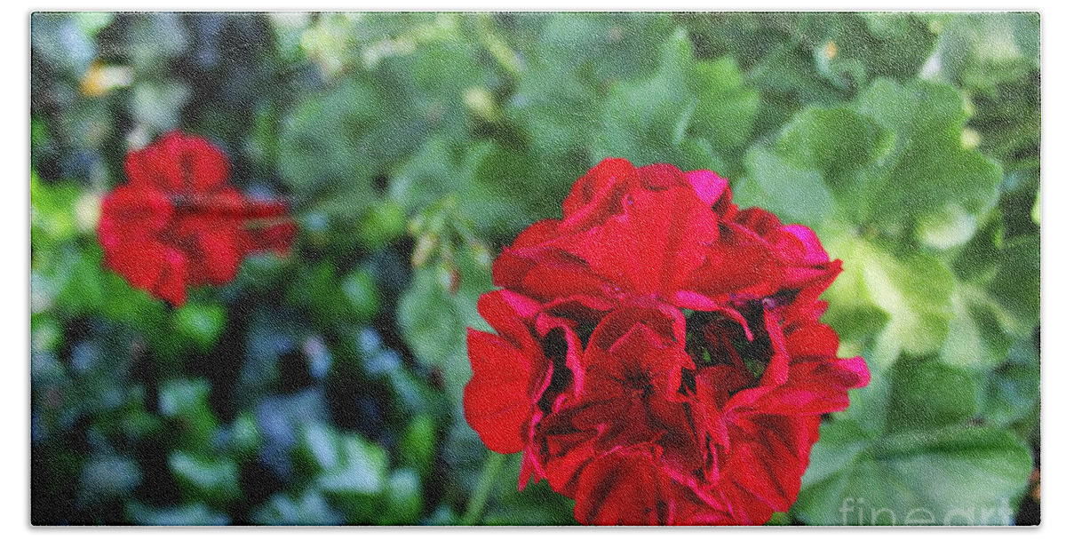 Geranium Bath Sheet featuring the painting Geranium Flower - Red by Corey Ford