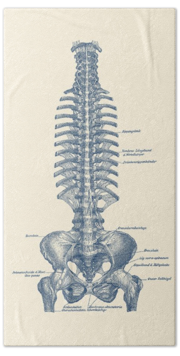 Skeleton Hand Towel featuring the drawing German Rib and Pelvis Diagram - Vintage Anatomy Poster by Vintage Anatomy Prints
