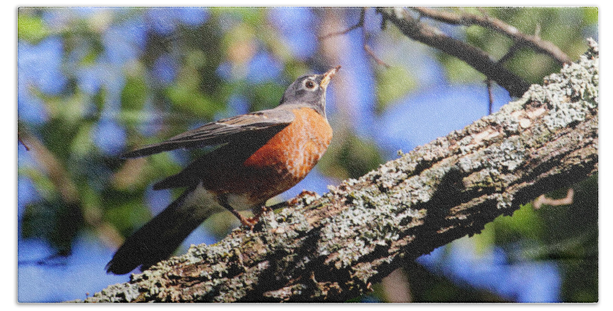 American Robin Bath Towel featuring the photograph Get Down and Boogie by Jennifer Robin