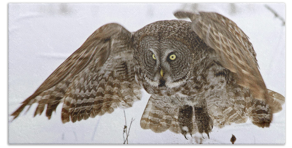 Great Grey Owl Hand Towel featuring the photograph Get out of my way by Heather King