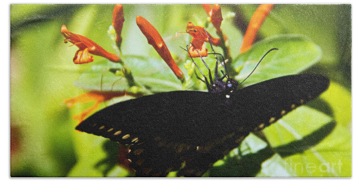 Black Butterfly Bath Towel featuring the photograph Getting The Nectar by Kelly Holm