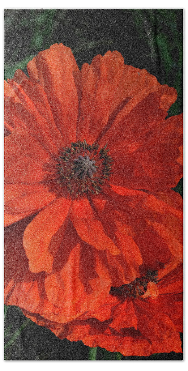 Flowers.poppy Bath Towel featuring the photograph Giant Mountain Poppy by Ron Cline