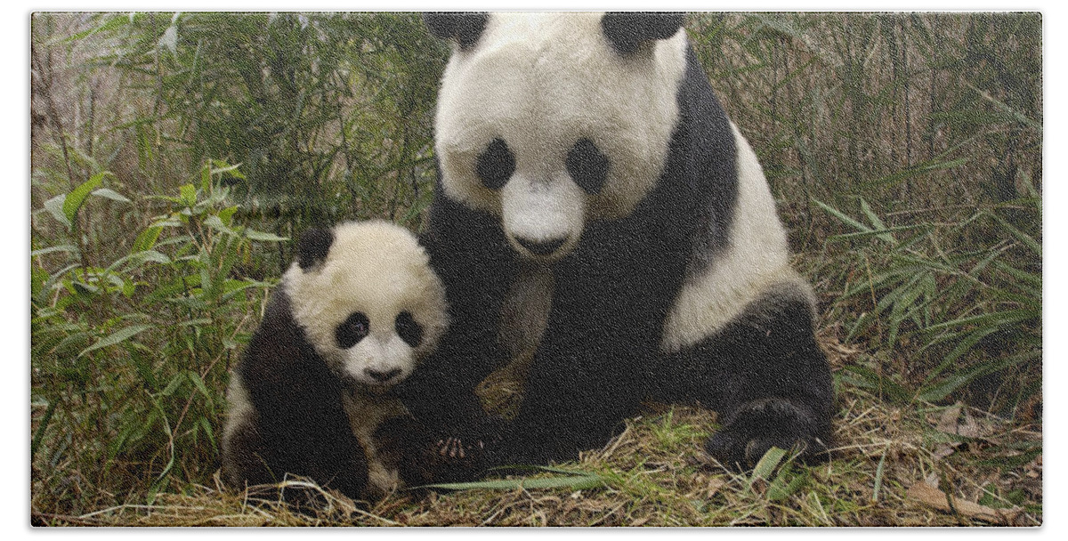 Mp Bath Towel featuring the photograph Giant Panda Ailuropoda Melanoleuca by Katherine Feng