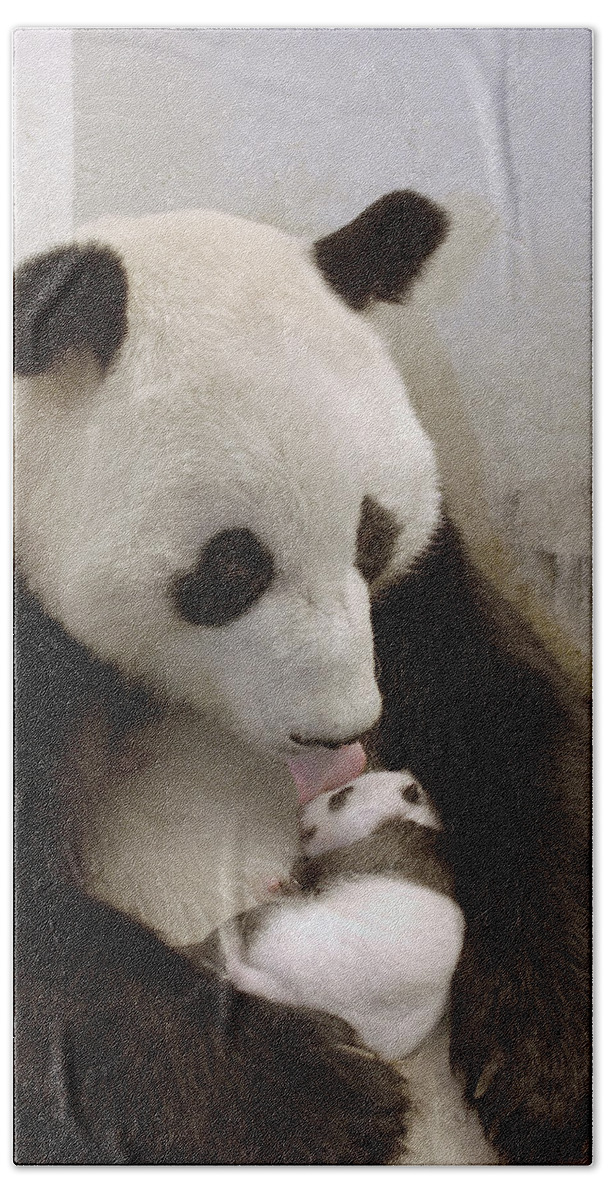 Mp Bath Towel featuring the photograph Giant Panda Ailuropoda Melanoleuca Xi by Katherine Feng