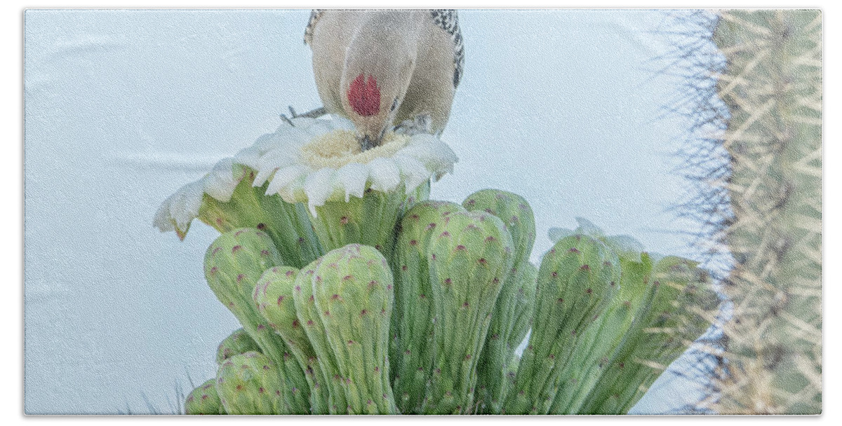 Gila Bath Towel featuring the photograph Gila Woodpecker and Saguaro Cactus Flower 7324 by Tam Ryan