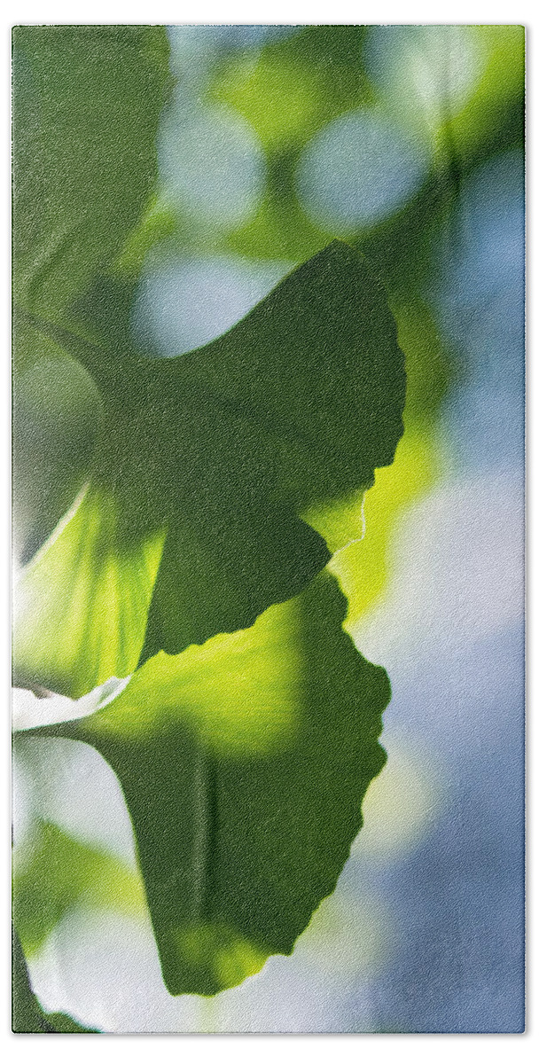 Da*55 1.4. Nature Hand Towel featuring the photograph Gingko Leaves in the Sun by Lori Coleman