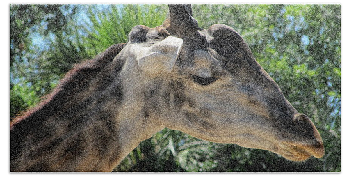 Giraffe Bath Towel featuring the photograph Giraffe by Christopher Mercer