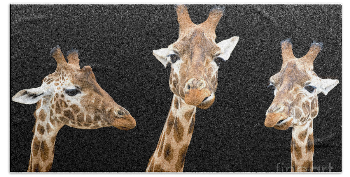 Giraffe Hand Towel featuring the photograph Giraffe trio by Jane Rix