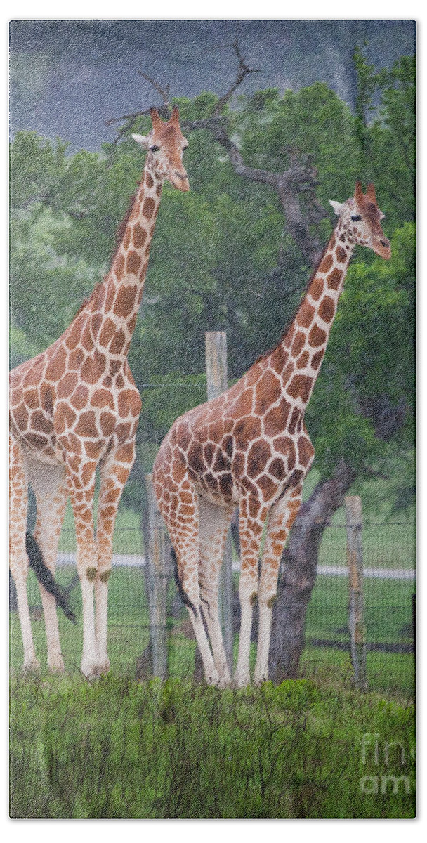 Fossil Rim Wildlife Center Bath Towel featuring the photograph Giraffes in the Rain by Greg Kopriva