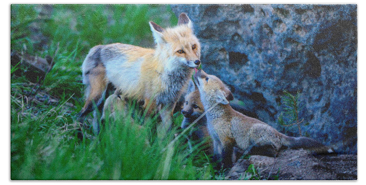 Red Fox Bath Towel featuring the photograph Give Mommy A Kiss by Greg Norrell