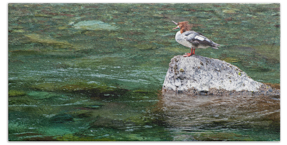 Scenic Hand Towel featuring the photograph Female Common Merganser by Doug Davidson