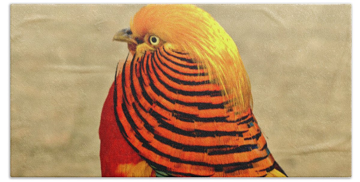 Birds Hand Towel featuring the photograph Golden Pheasant by Richard Denyer