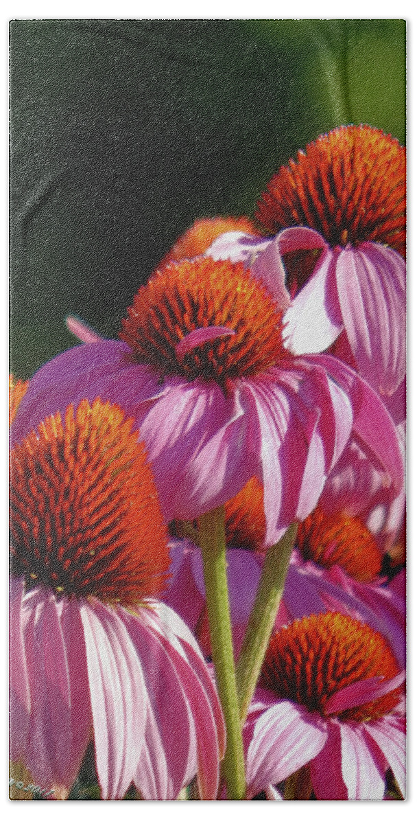 Coneflowers Hand Towel featuring the photograph Going Up by Wild Thing