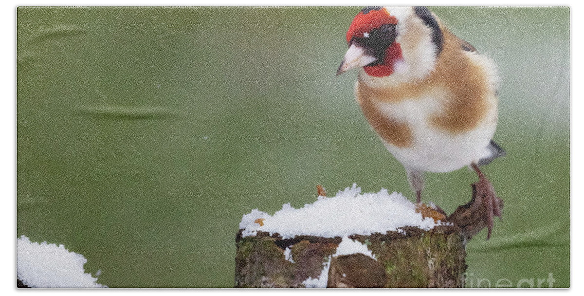 Goldfinch Bath Towel featuring the photograph Gold finch sat on a snowy log in winter by Simon Bratt