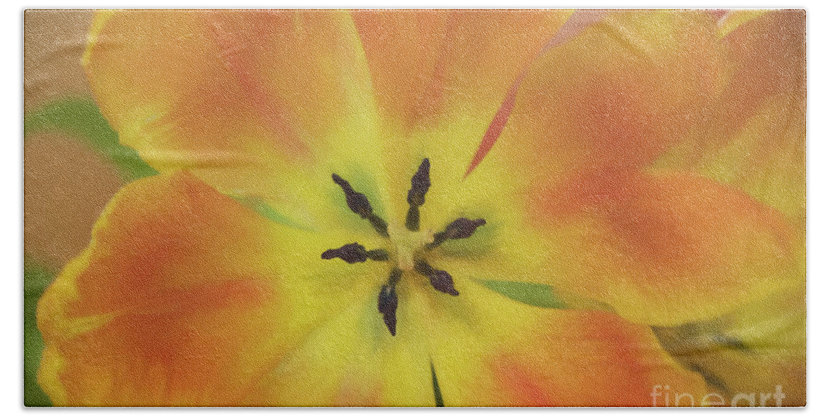 Tulip Bath Towel featuring the photograph Gold Tulip Explosion by Teresa Wilson