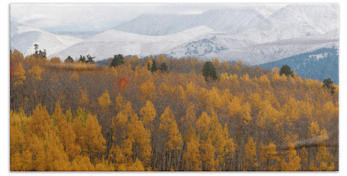 Aspen Bath Towel featuring the photograph Golden Aspen and Snow Covered Mountains by Cascade Colors