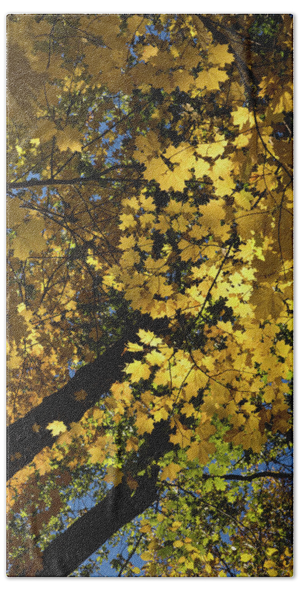 Golden Canopy Bath Towel featuring the photograph Golden Canopy - Look Up to the Trees and Enjoy Autumn - Vertical Left by Georgia Mizuleva