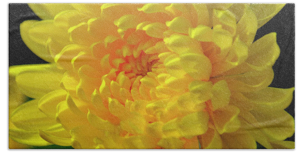 Chrysanthemum Hand Towel featuring the photograph Golden Chrysanthemum by Brian Tada