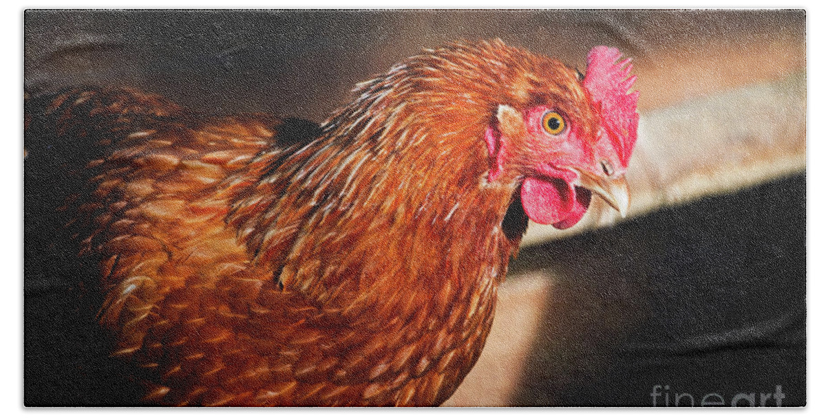 Golden Comet Chicken Bath Towel featuring the photograph Golden Comet by Mary Machare