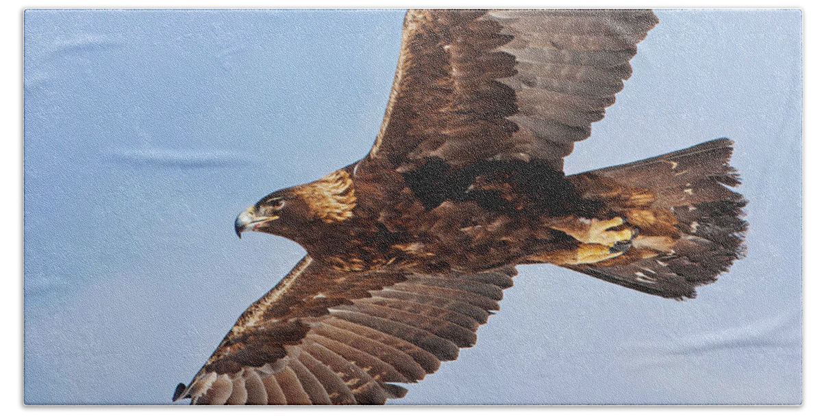 Golden Eagle Hand Towel featuring the photograph Golden Eagle Flight by Mark Miller