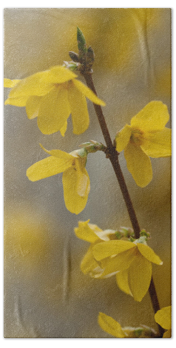 Forsythia Hand Towel featuring the photograph Golden Forsythia by Kathy Clark