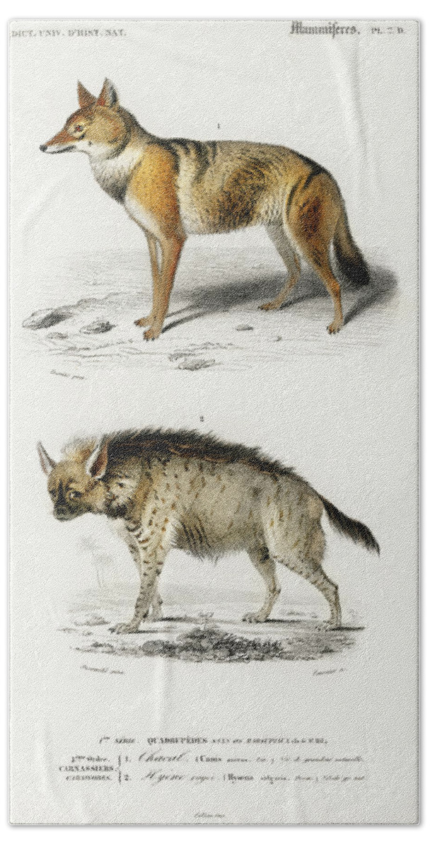 Zoo Bath Towel featuring the painting Golden Jackal and Striped hyena by Vincent Monozlay