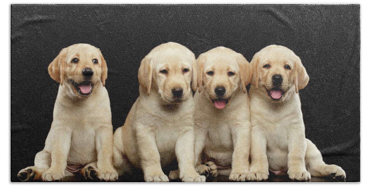Puppy Hand Towel featuring the photograph Golden Labrador Retriever puppies isolated on black background by Sergey Taran