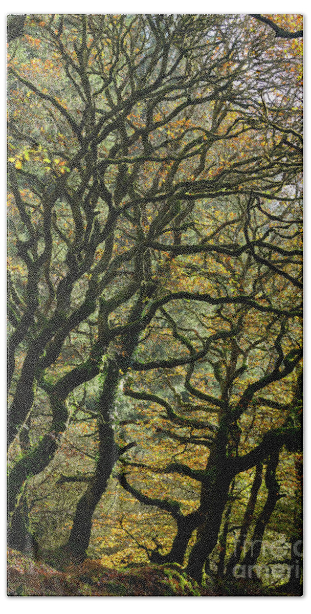Oak Trees Bath Towel featuring the photograph Golden Oaks by Andy Myatt