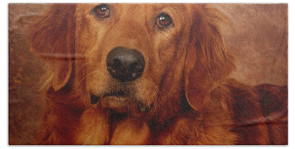 Dog Bath Towel featuring the photograph Golden Retriever by Greg and Chrystal Mimbs