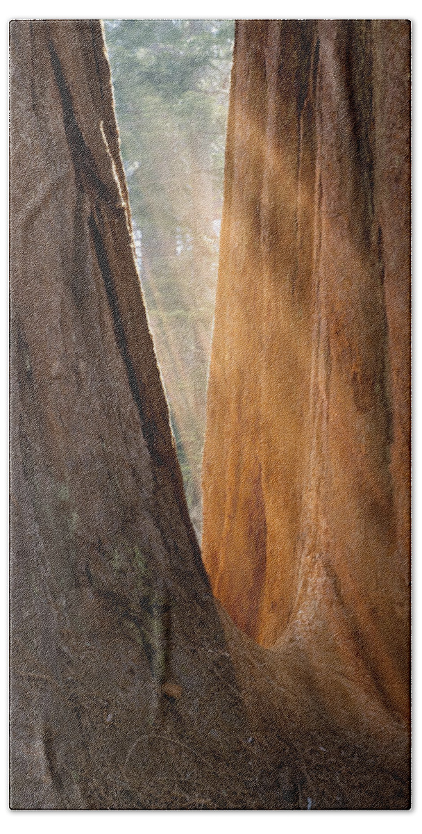 Sequoia Hand Towel featuring the photograph Golden Sequoia by Sandra Bronstein