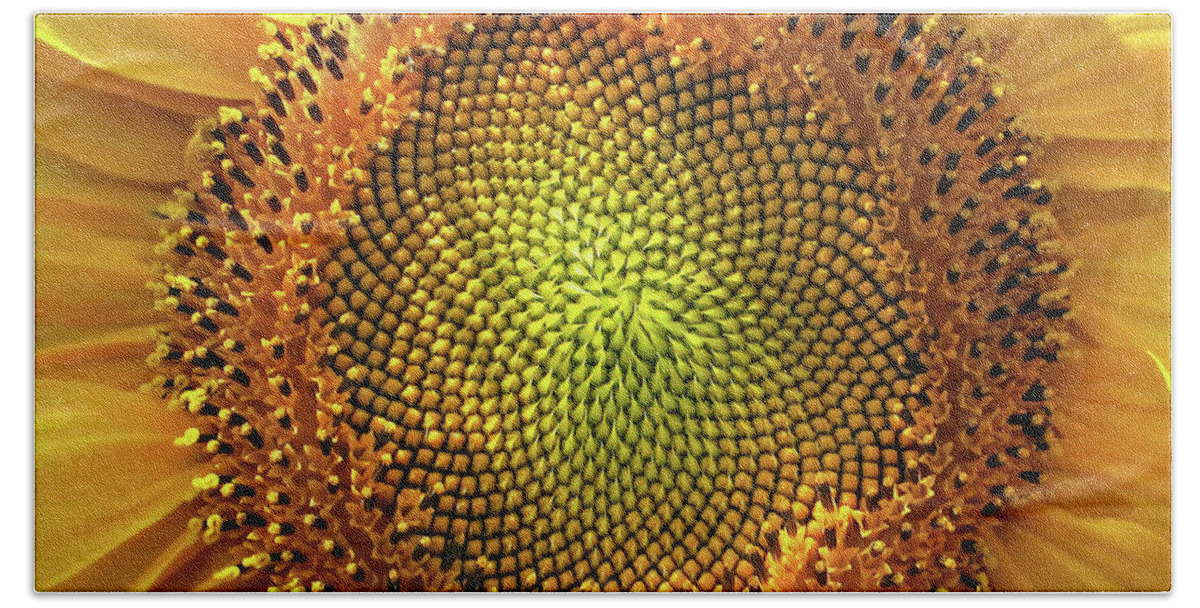 Sunflower Bath Towel featuring the photograph Golden Spiral Seed Arrangement by Daliana Pacuraru
