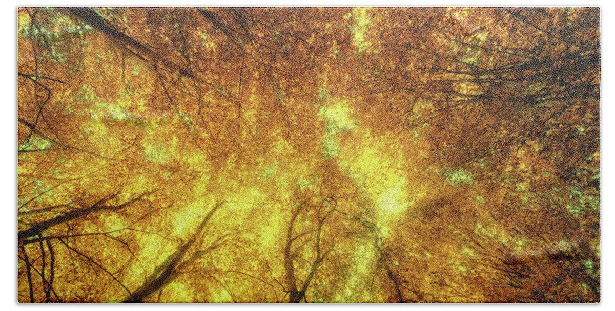 Golden Trees Bath Towel featuring the photograph Golden Trees of Endless Dreams by John Williams