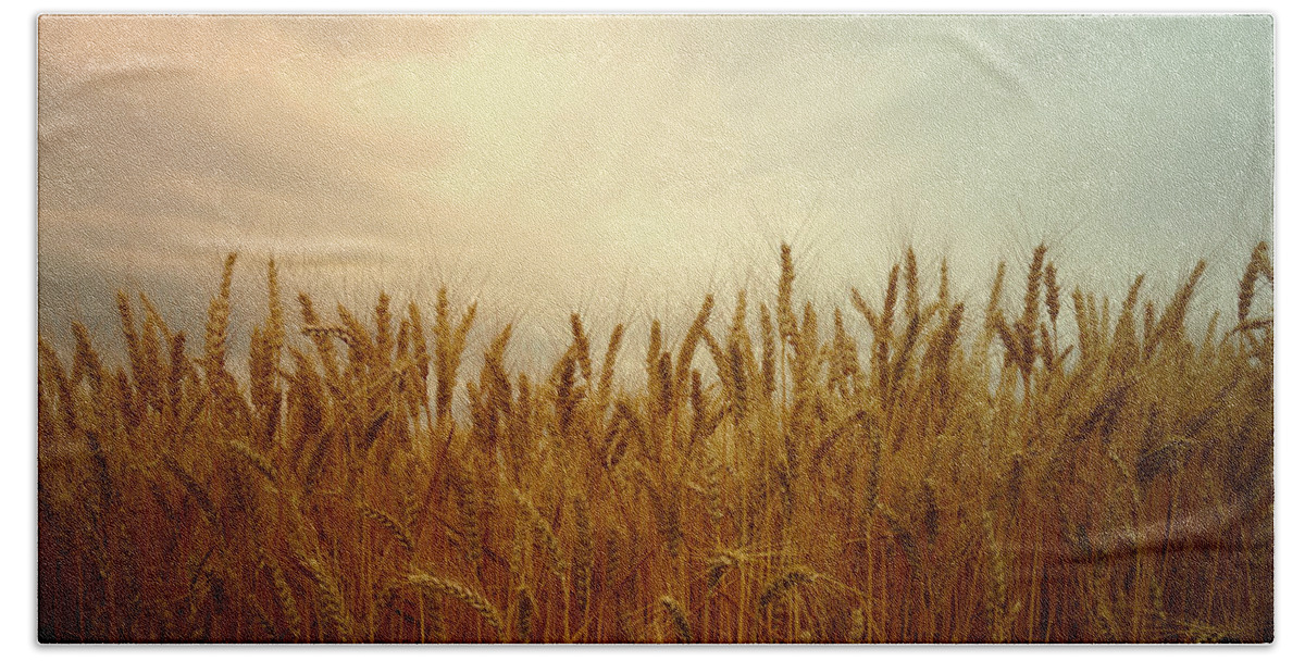 Wheat Hand Towel featuring the photograph Golden Wheat by Kae Cheatham