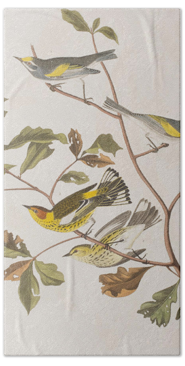 Warbler Hand Towel featuring the painting Golden winged Warbler or Cape May Warbler by John James Audubon