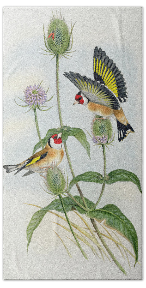 Goldfinch Bath Towel featuring the painting Goldfinches by John Gould